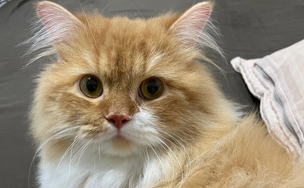 なでなで応援コース！