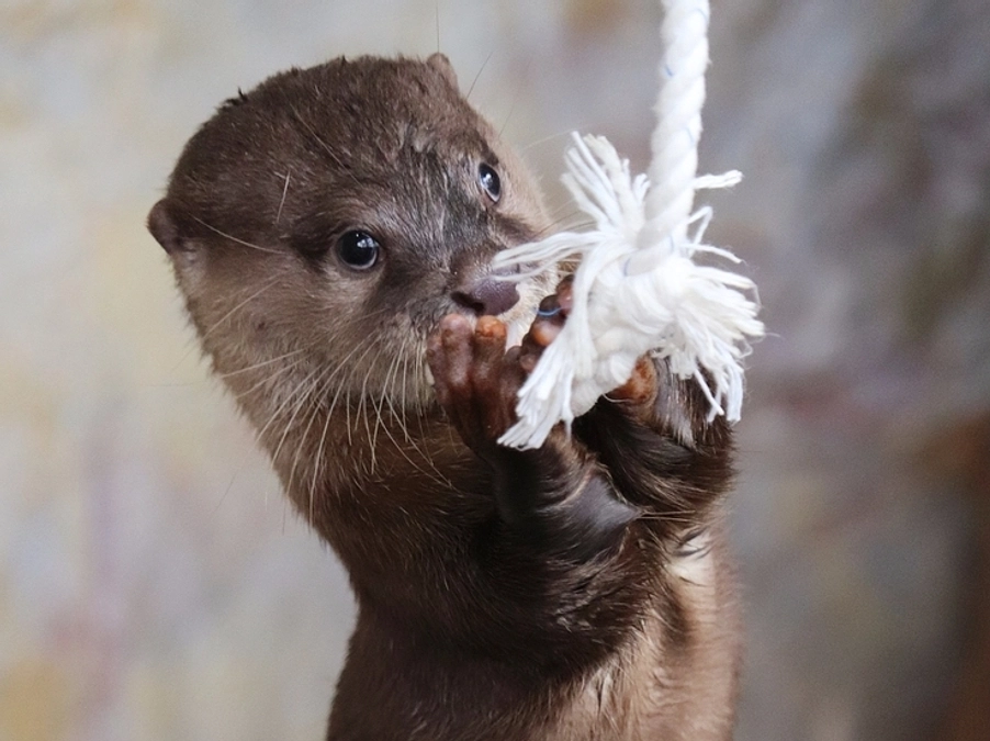 カワウソぬいぐるみ（大）（特大）としゃぁぁせ〜の鐘の金額変更のお知らせ
