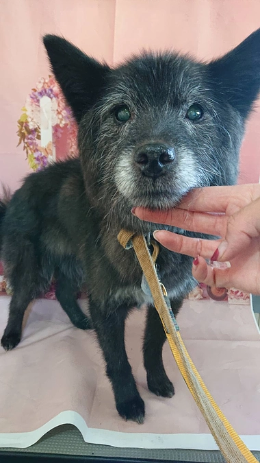 今は飼い犬のルナのお話し♪