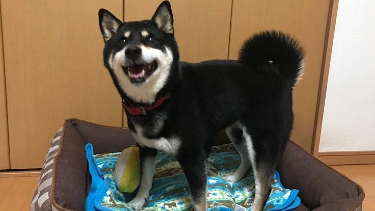 愛犬の子宮蓄膿症治療費のご支援のお願い