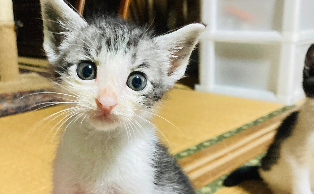 リターン不要ご支援：3000コース