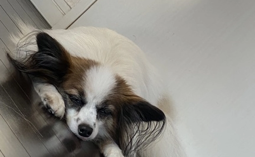 トリュフへのご支援ありがとうございます2