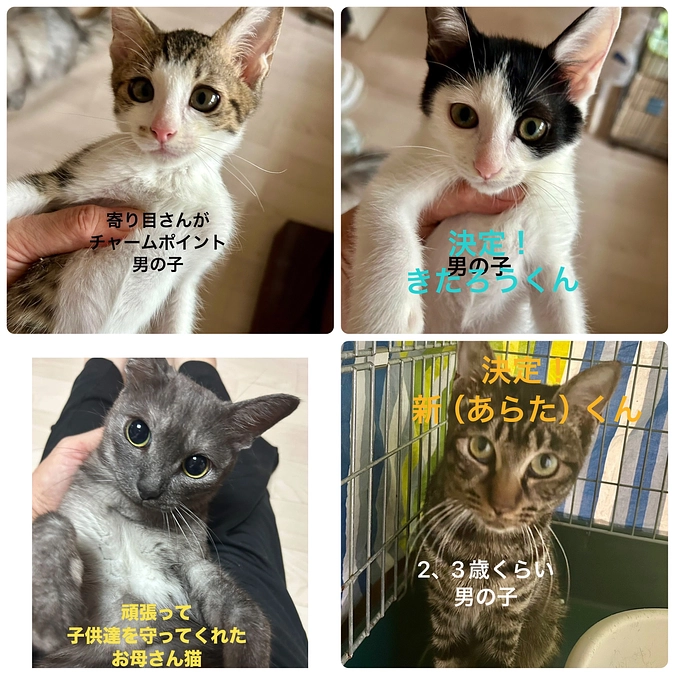 明日１１日はねこまち長屋にて譲渡会です🐱
