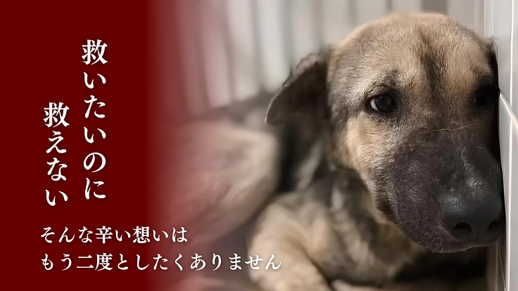 止まらない野犬の捕獲、救いたい命。最後の砦の犬舎増設にご支援を。