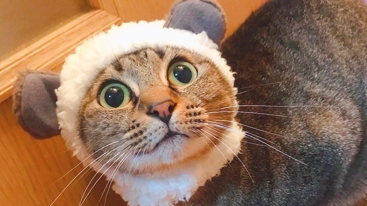 【腎臓結石・尿管閉塞】ツナちゃんを助けてあげたいです。