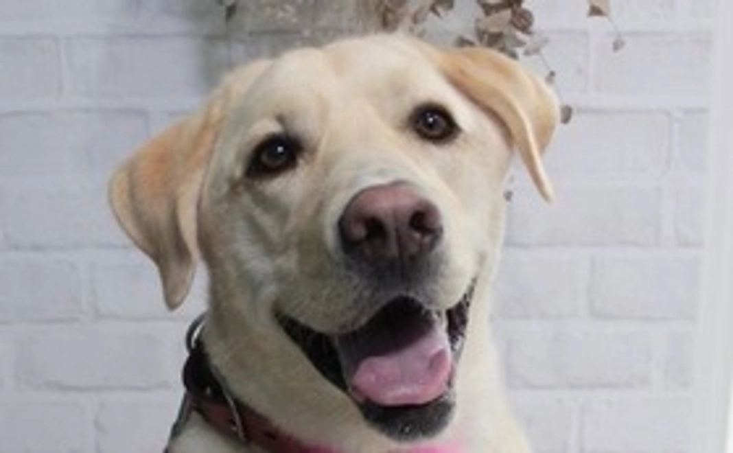 よろしくお願いします【3000円】