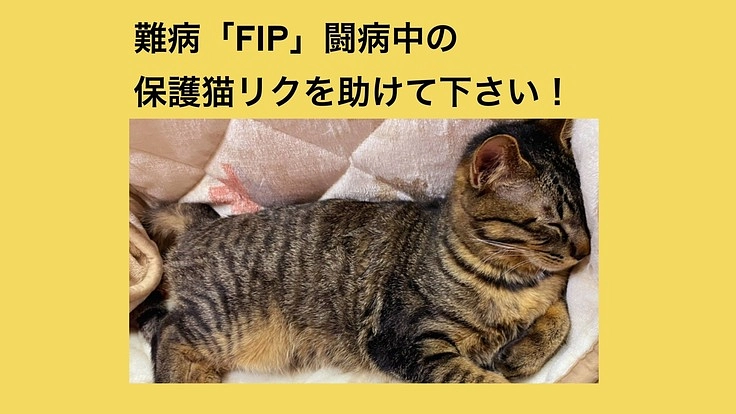 子猫のリクがFIP(猫伝染性腹膜炎)と診断されました