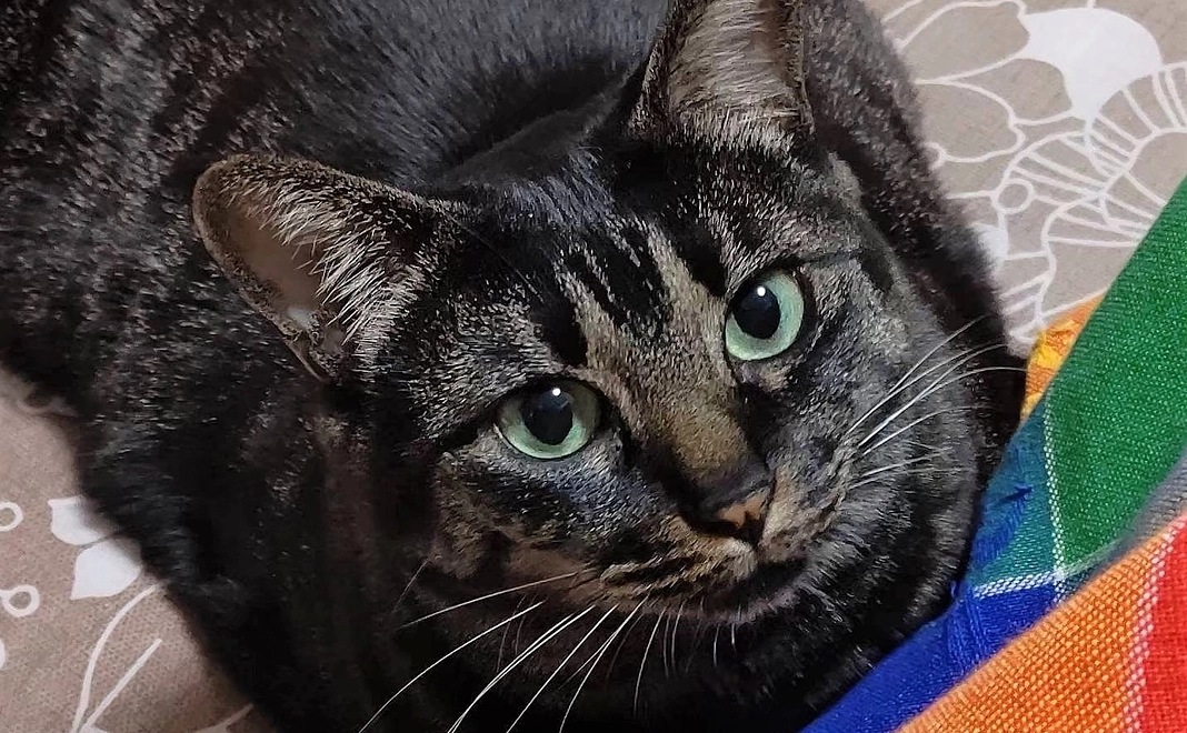 毎月3000円コース