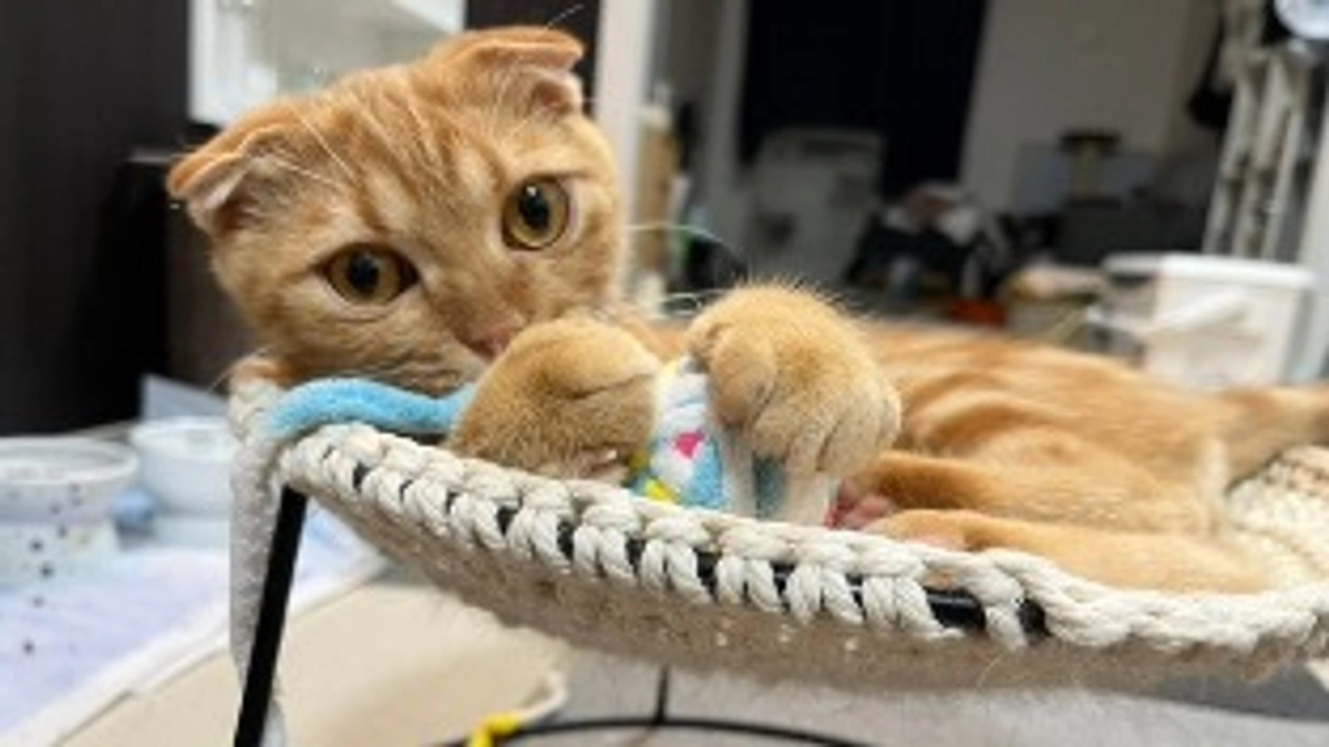 おもちゃで遊ぶふう（3）