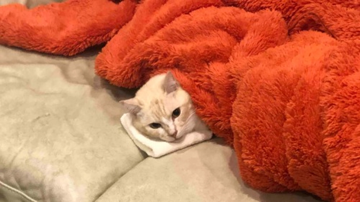 プロジェクト達成ありがとうこざいます。