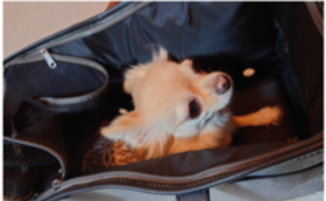 ドッグキャリーバッグプロジェクトを応援コース