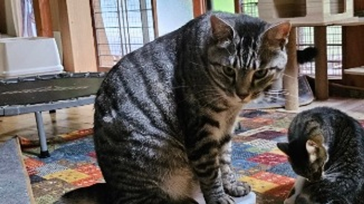 サビ猫親子のチューちゃんとかるぴ＆長男次男のジンライム