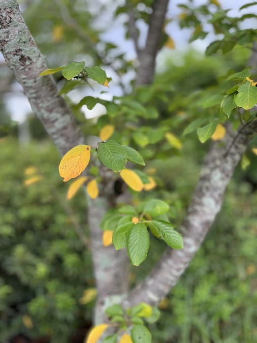 みなも保護者向け見学会のおしらせ