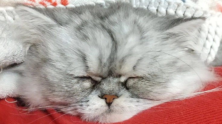 大至急！腎臓病のねこちゃんを助けて！