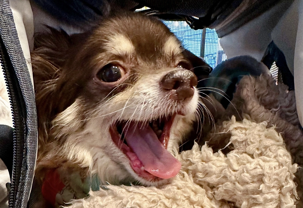 プロジェクト始動しました！