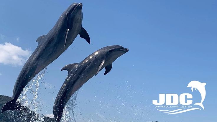 イルカと共に人生をより良くする｜日本ドルフィンセンターの挑戦（日本 