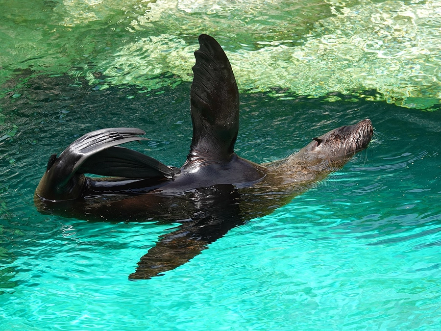【リターン品発送】ペア入園チケット＆年間パスポート