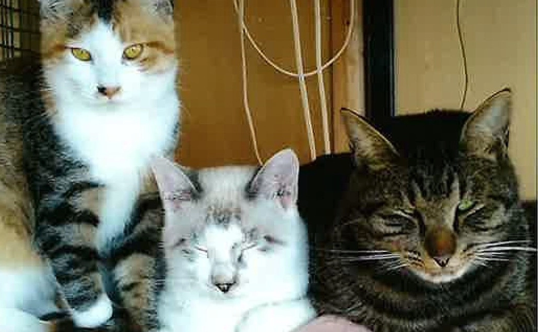 5,000円寄付プラン　ニャンとぞ みなさまのご支援をよろしくお願いします。