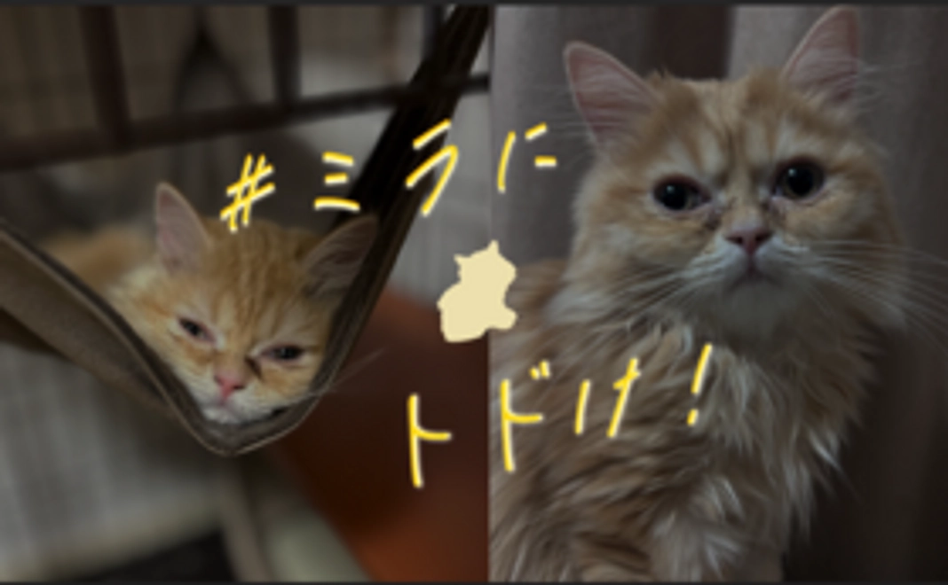 ミラへの応援★★