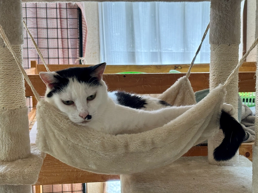 お礼と報告/2025年９月分収支報告