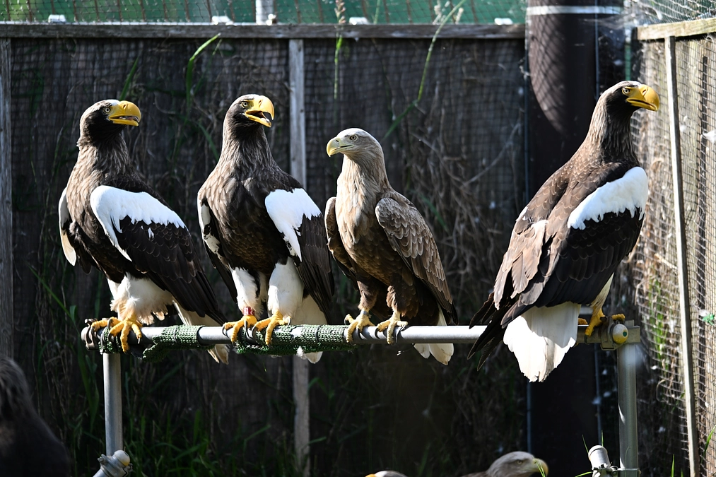 【番組のお知らせ】NHKBS ワイルドライフ　北海道 オジロワシ舞う大地 密着!絶滅危惧種レスキュー