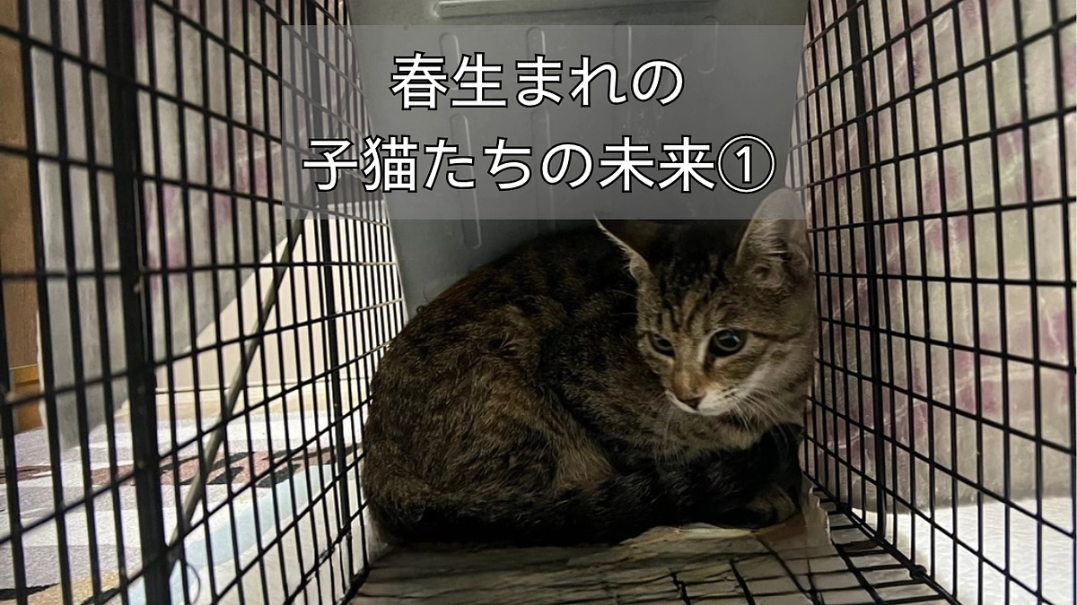  キジトラの子ども猫たち　♯１～５