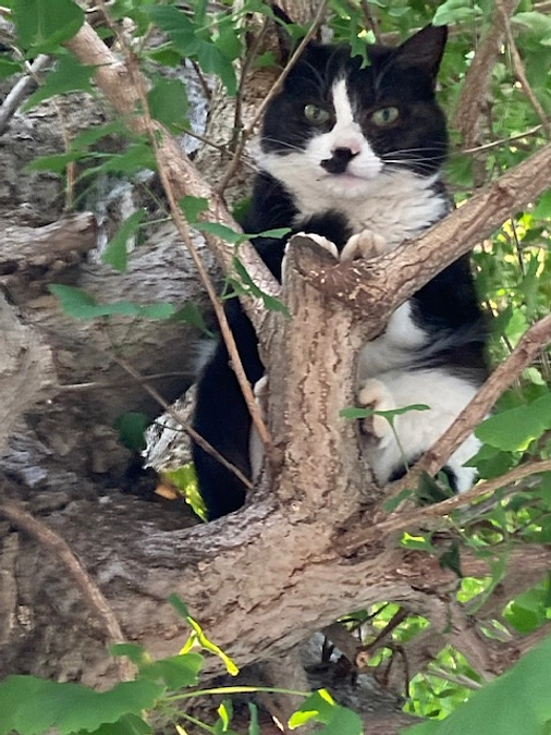 新活動報告はInstagram　noranekodatte      になります。