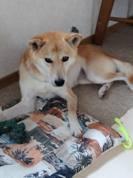 エアコン正式依頼しました