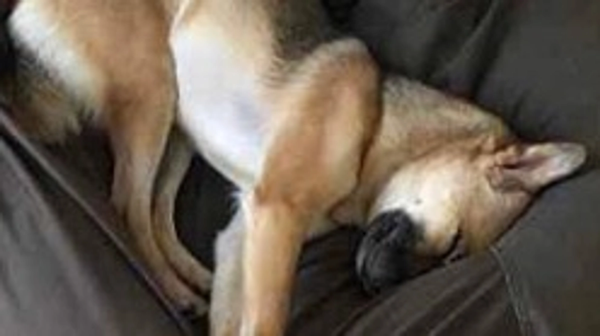 卒業犬まめ里親様から応援メッセージをいただいております！