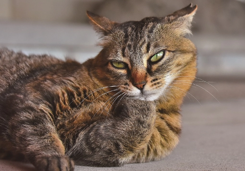 11月さくらねこ無料不妊手術実施予定数
