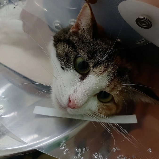 アントニオがFIR発症…