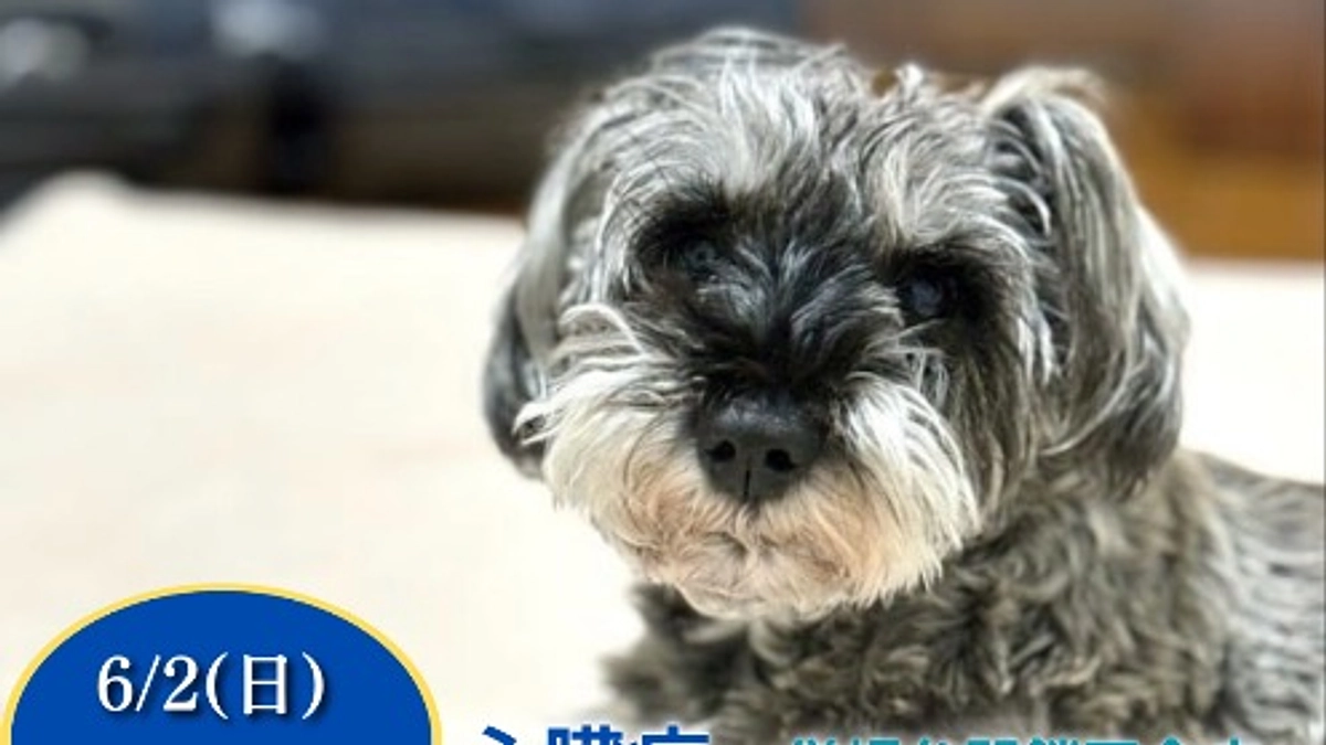 終了まで残り5日です。 ロイが帰って来ました。