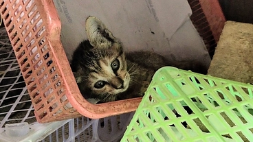  過酷な環境の中で生きる猫たちを救いたい!活動を継続させて下さい。 のトップ画像
