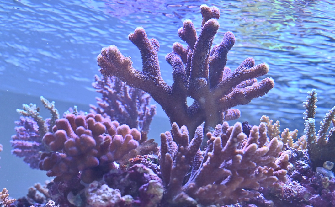 【体験】サンゴの飼育員体験