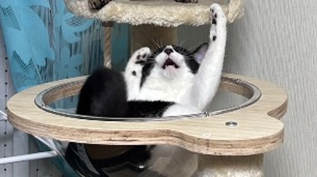 11月8日 〜 治療経過報告⑤ 〜