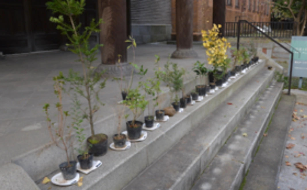 【Aコース】〜苗木およそ4本分のご支援にあたります〜