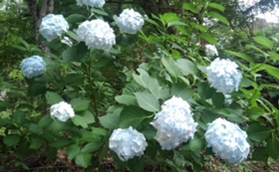 【新サービスを利用したい方向け！】サービス本格開始前から先行利用をしていただける権利