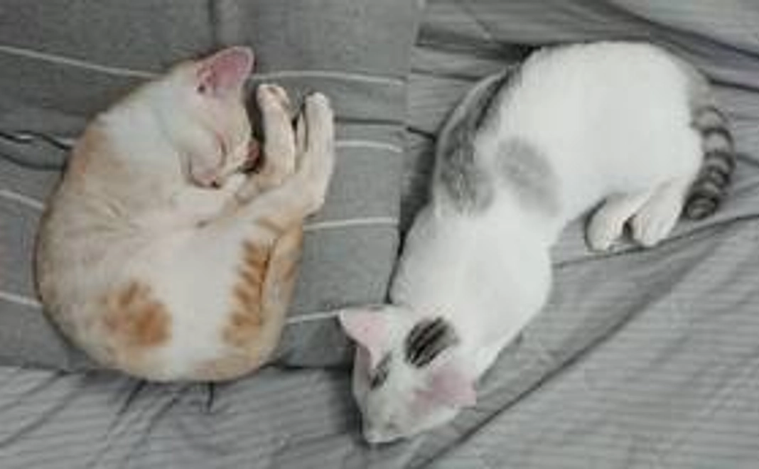 にゃん吉応援3000円