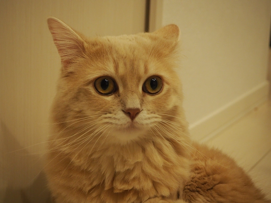 クラウドファンディング残り1日