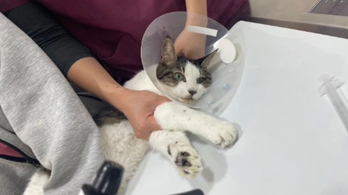 どうして今年FIP６匹目ポン太くん、そしてそうたくんは膿胸で入院