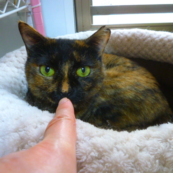 在籍猫紹介【スージーちゃん】