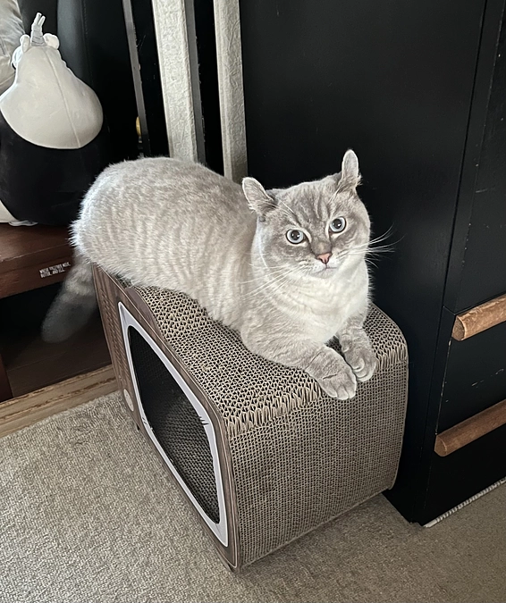 クラウドファンディング残り時間３８時間を切りました。明日が最終日となります。