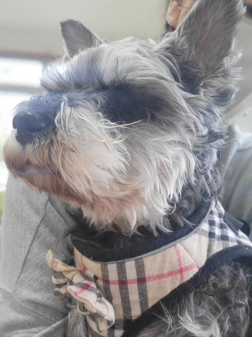 緊急レスキューしたシュナウザー