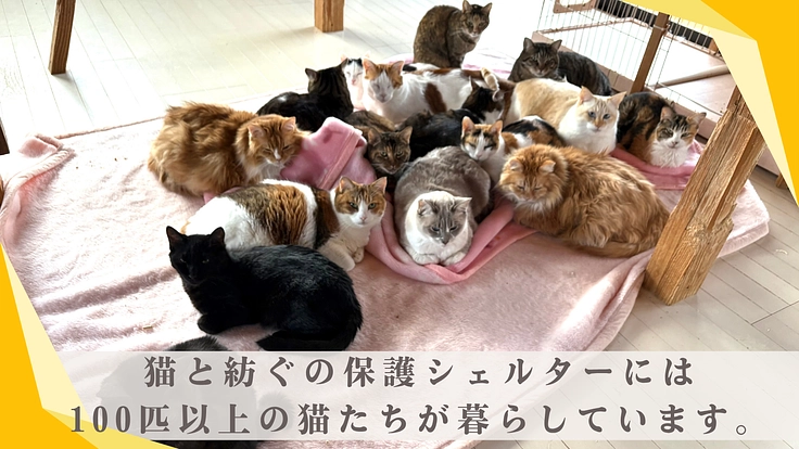 猫と紡ぐサポーター募集！保護猫たちの命を大切につないでいきたい 2枚目