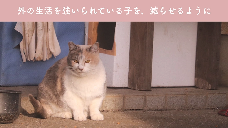 小さな命を、幸せな猫生へ繋ぐために。譲渡型ふれあいハウスの開設へ 4枚目