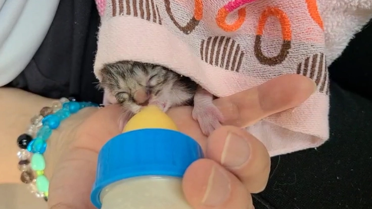 野良猫STOP!移動式手術室によるTNR活動で小さな命を救いたい 2枚目