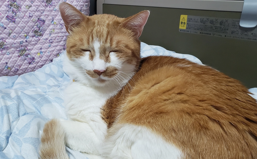 いっちゃん　応援2　ご支援よろしくお願い致します。　