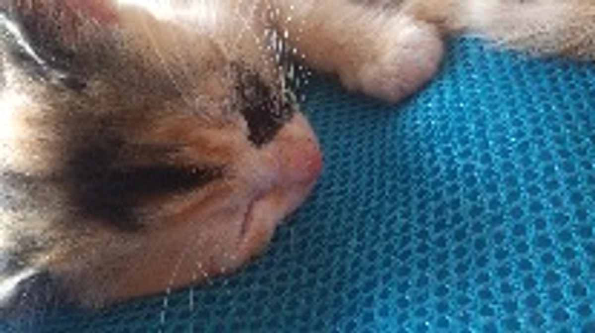 子猫が9匹から、1匹いなくなりました😣