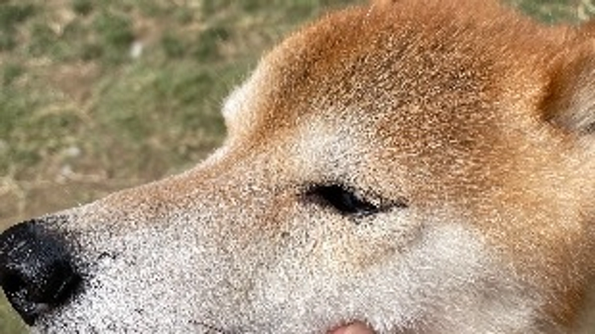 支払い報告と現状！