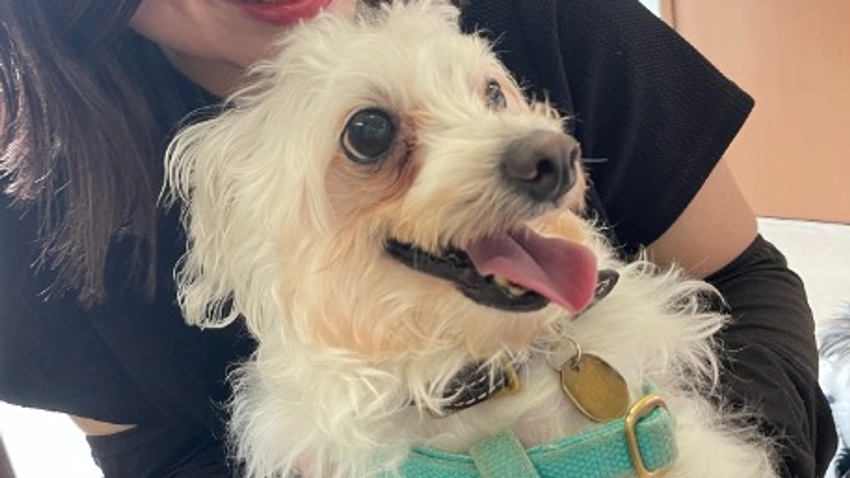 【里親さんからの応援メッセージ】マッチング譲渡で保護犬マシューが選んだのは愛情あふれるご家族